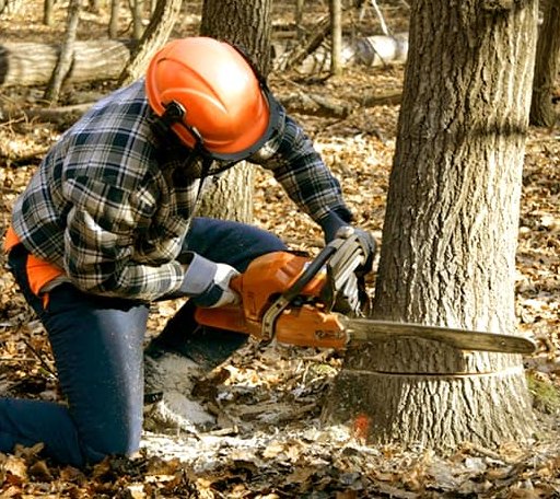Tree Removal in Lomax, IL